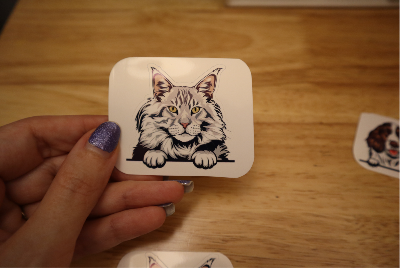 Silver Maine Coon Cat STICKER