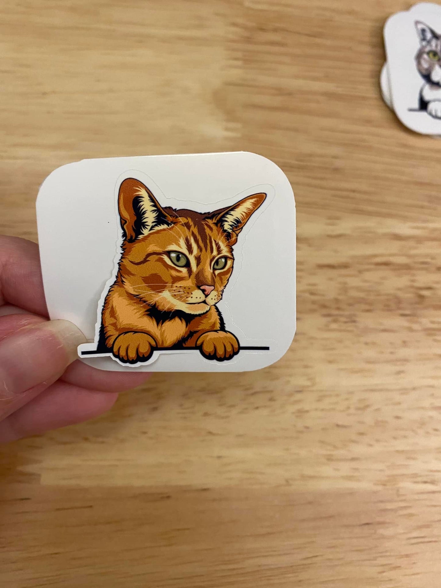 Abyssinian Cat STICKER