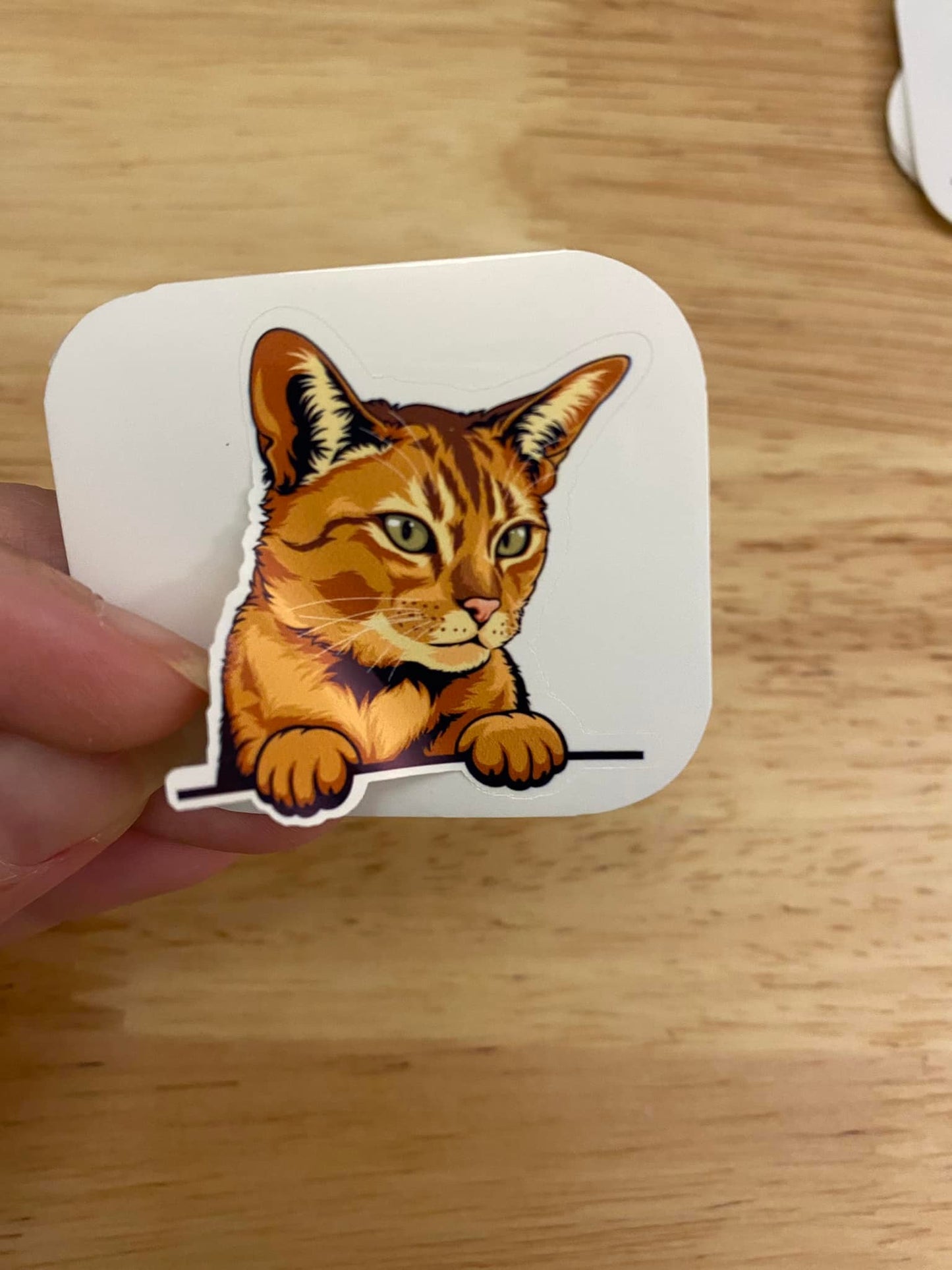 Abyssinian Cat STICKER