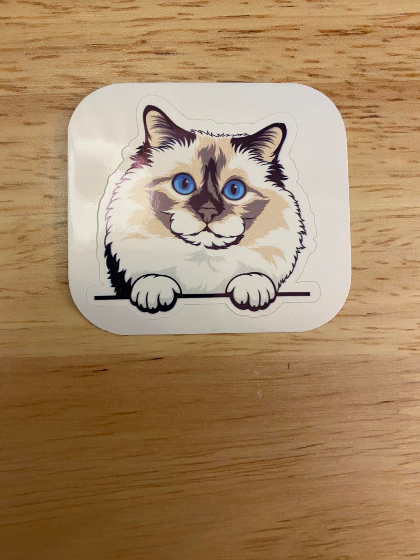 Birman Cat with Blue Eyes STICKER