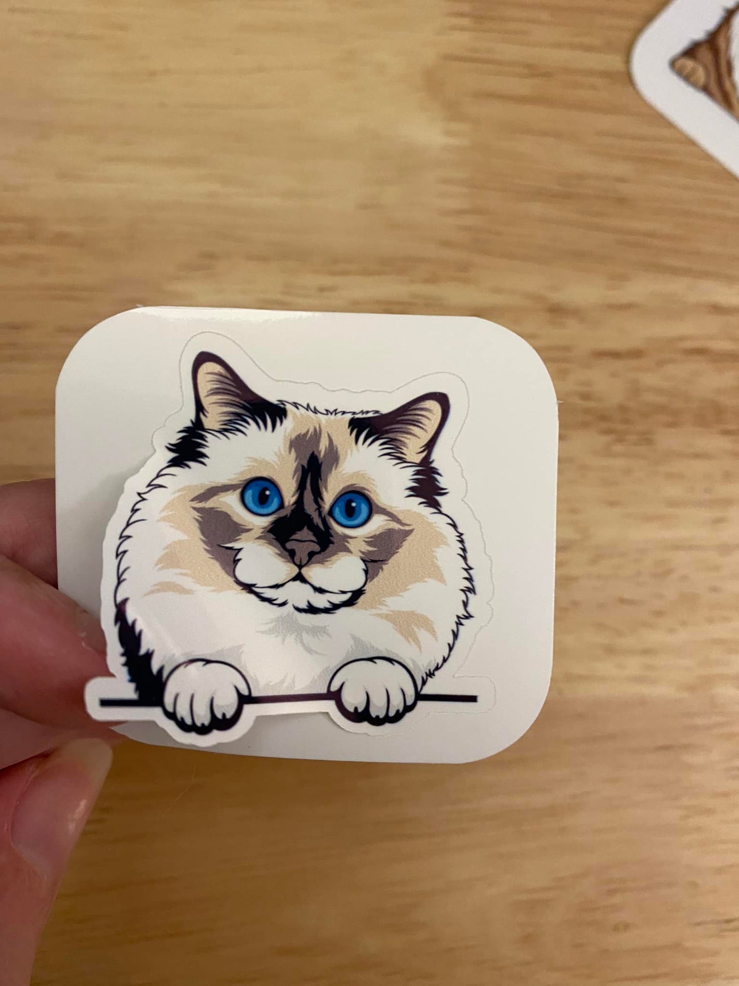 Birman Cat with Blue Eyes STICKER