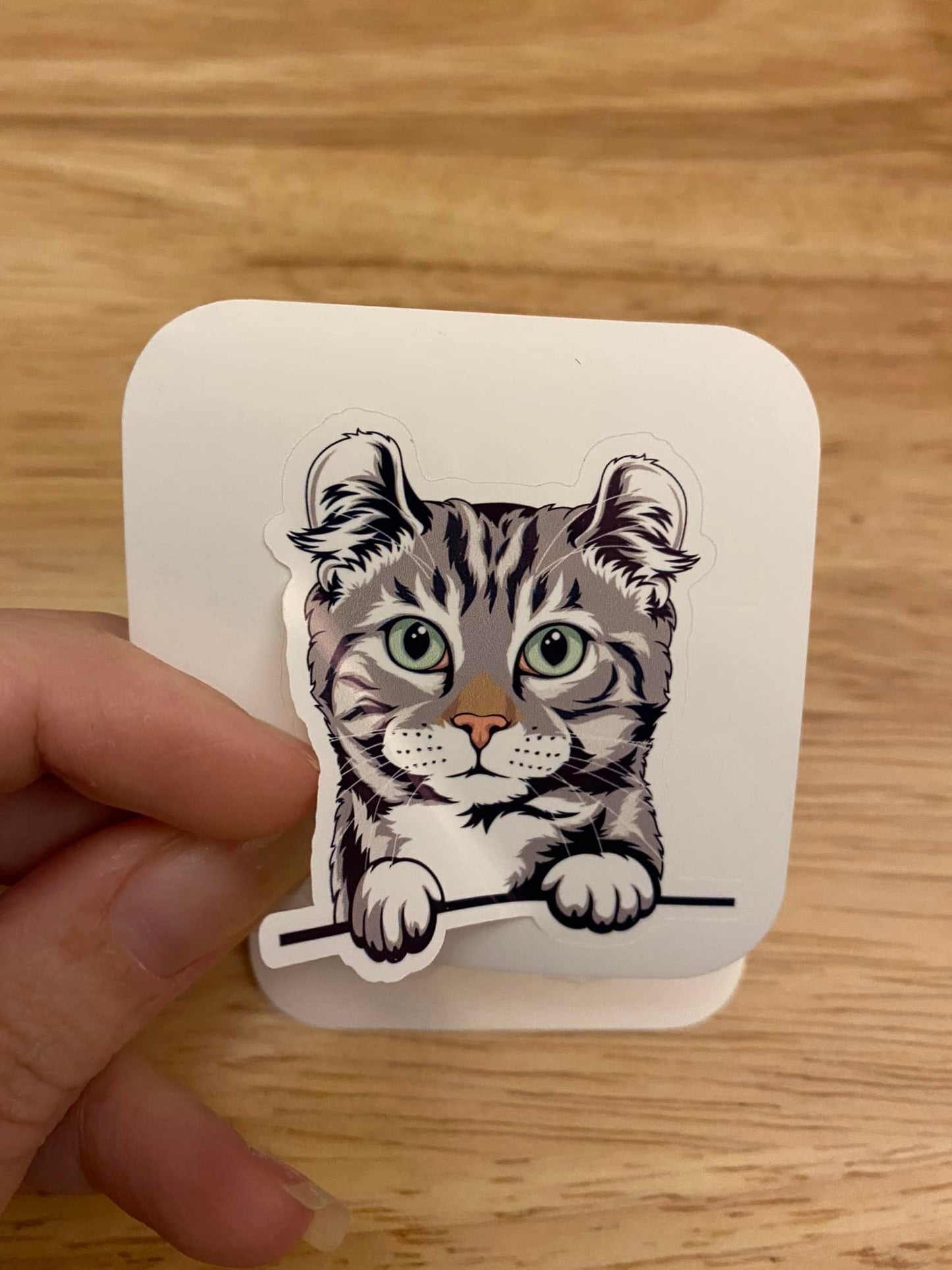 American Curl cat STICKER