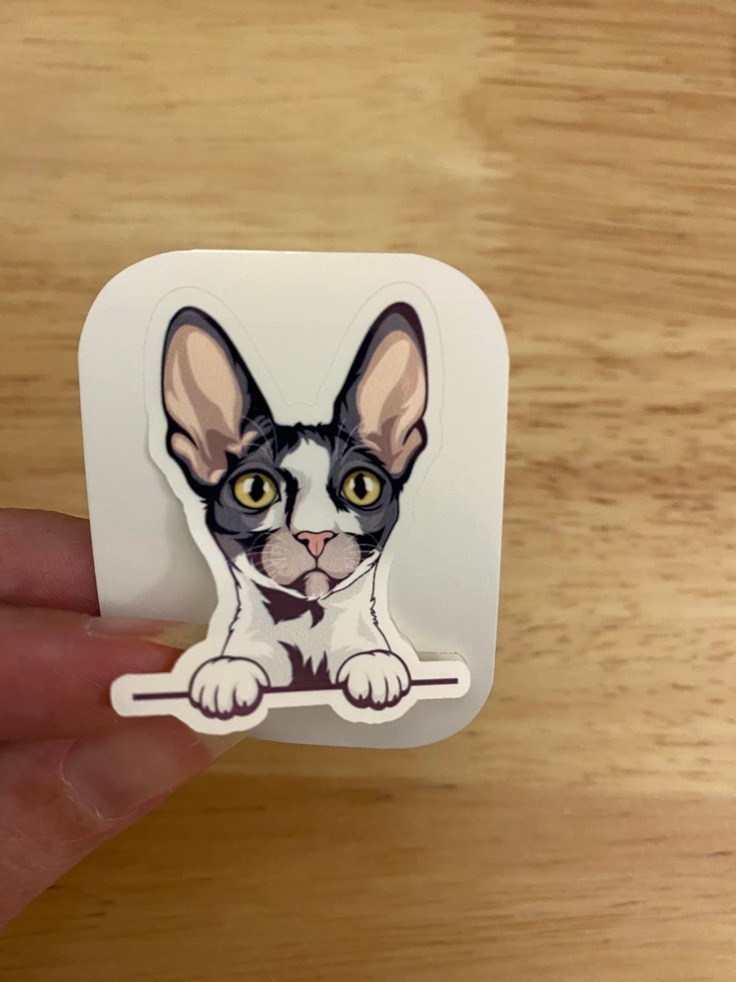 Cornish Rex Cat STICKER
