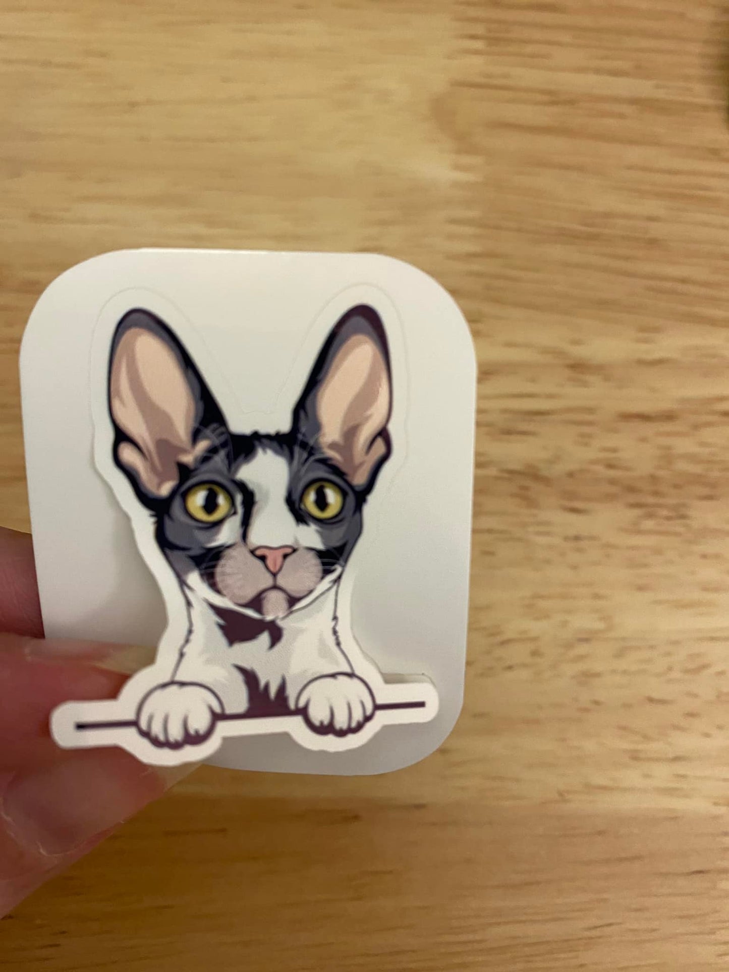 Cornish Rex Cat STICKER