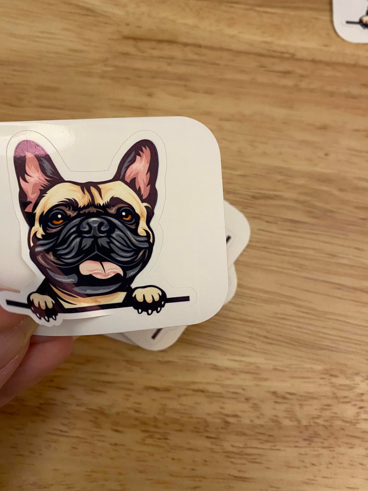 Peeking French Bull Dog STICKER