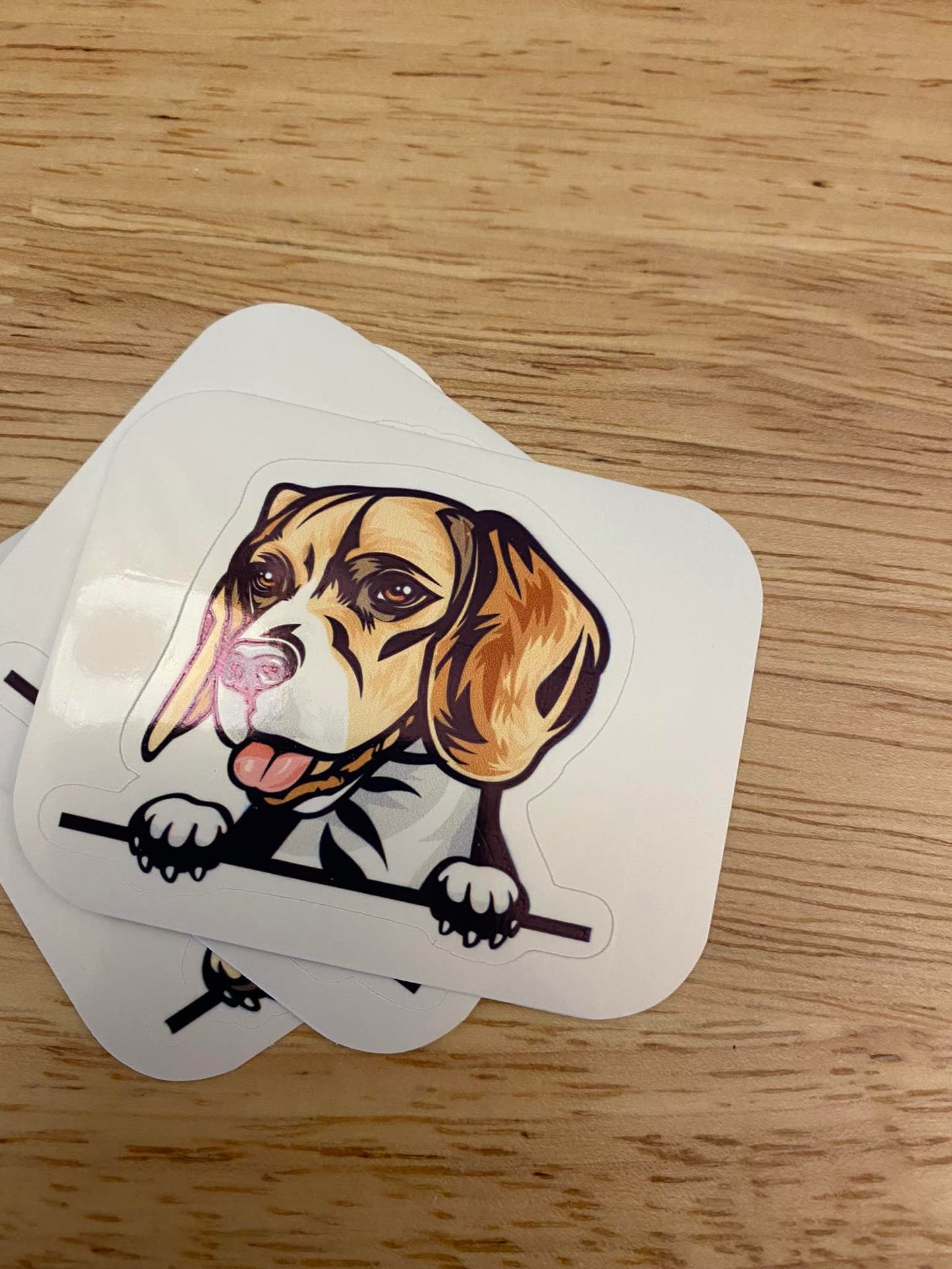 Peeking Beagle Dog STICKER