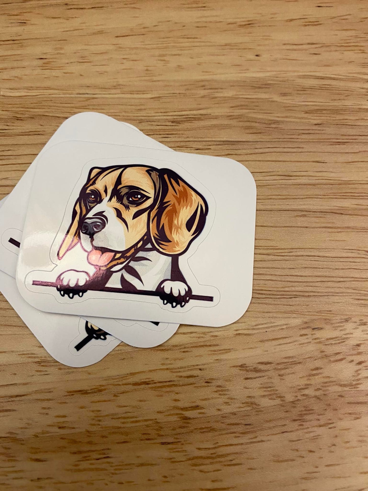 Peeking Beagle Dog STICKER