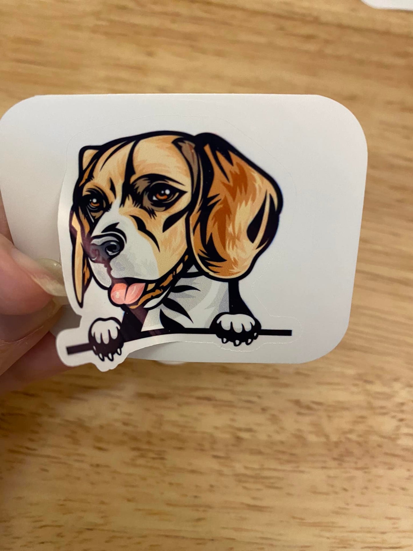 Peeking Beagle Dog STICKER
