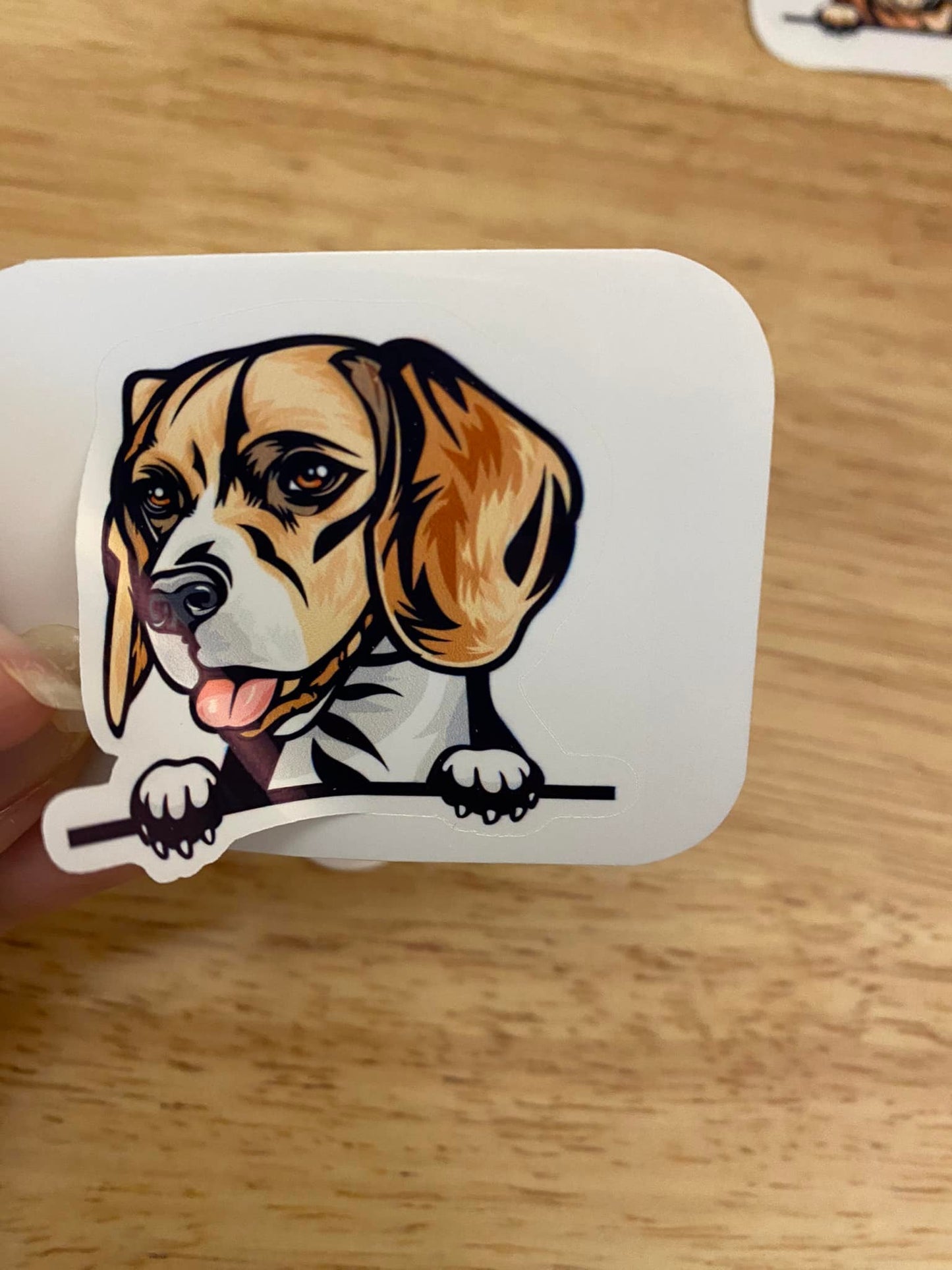 Peeking Beagle Dog STICKER