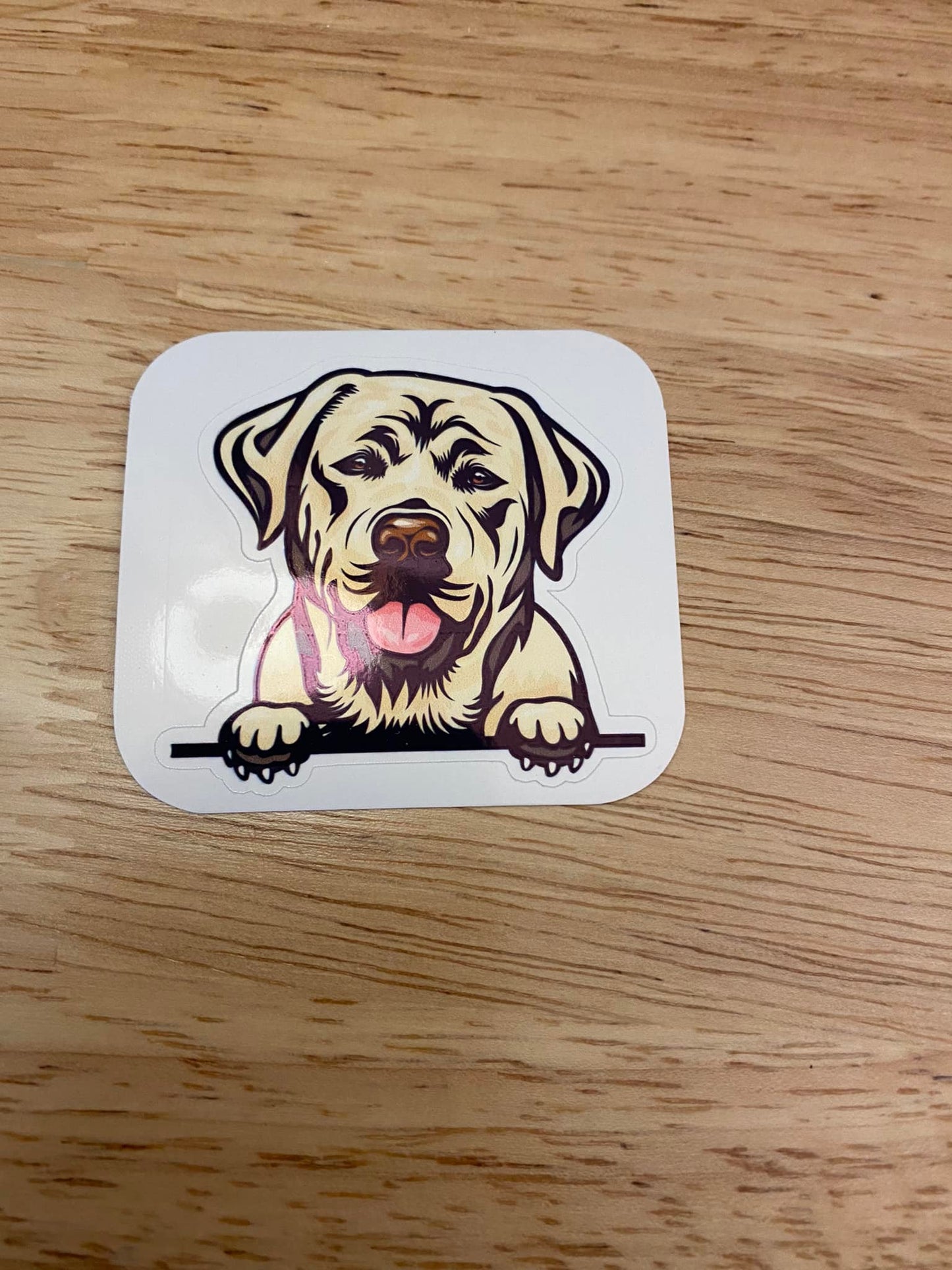 Peeking Labrador Dog STICKER
