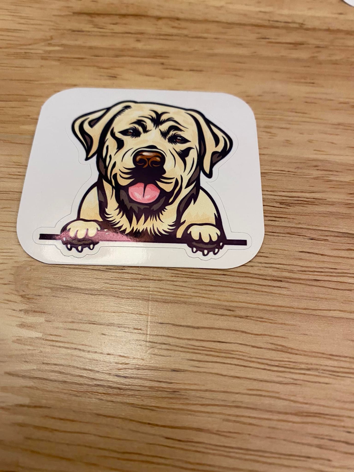 Peeking Labrador Dog STICKER