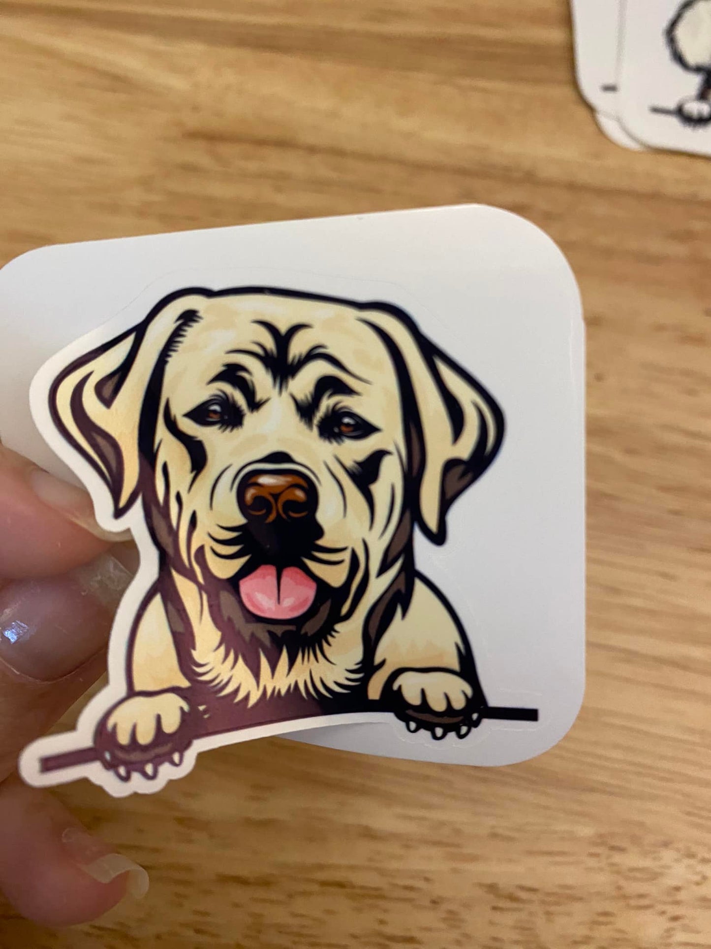 Peeking Labrador Dog STICKER