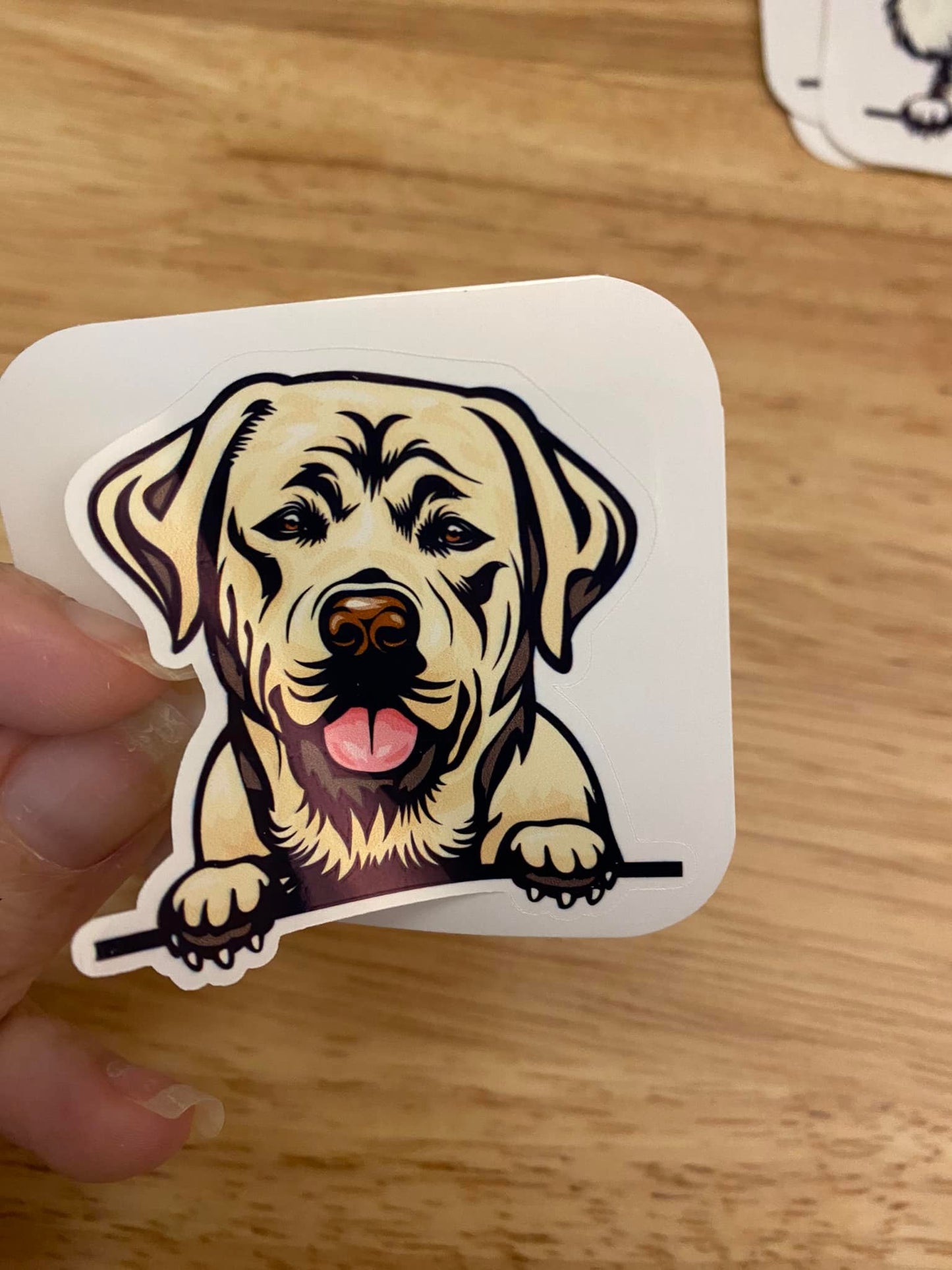 Peeking Labrador Dog STICKER