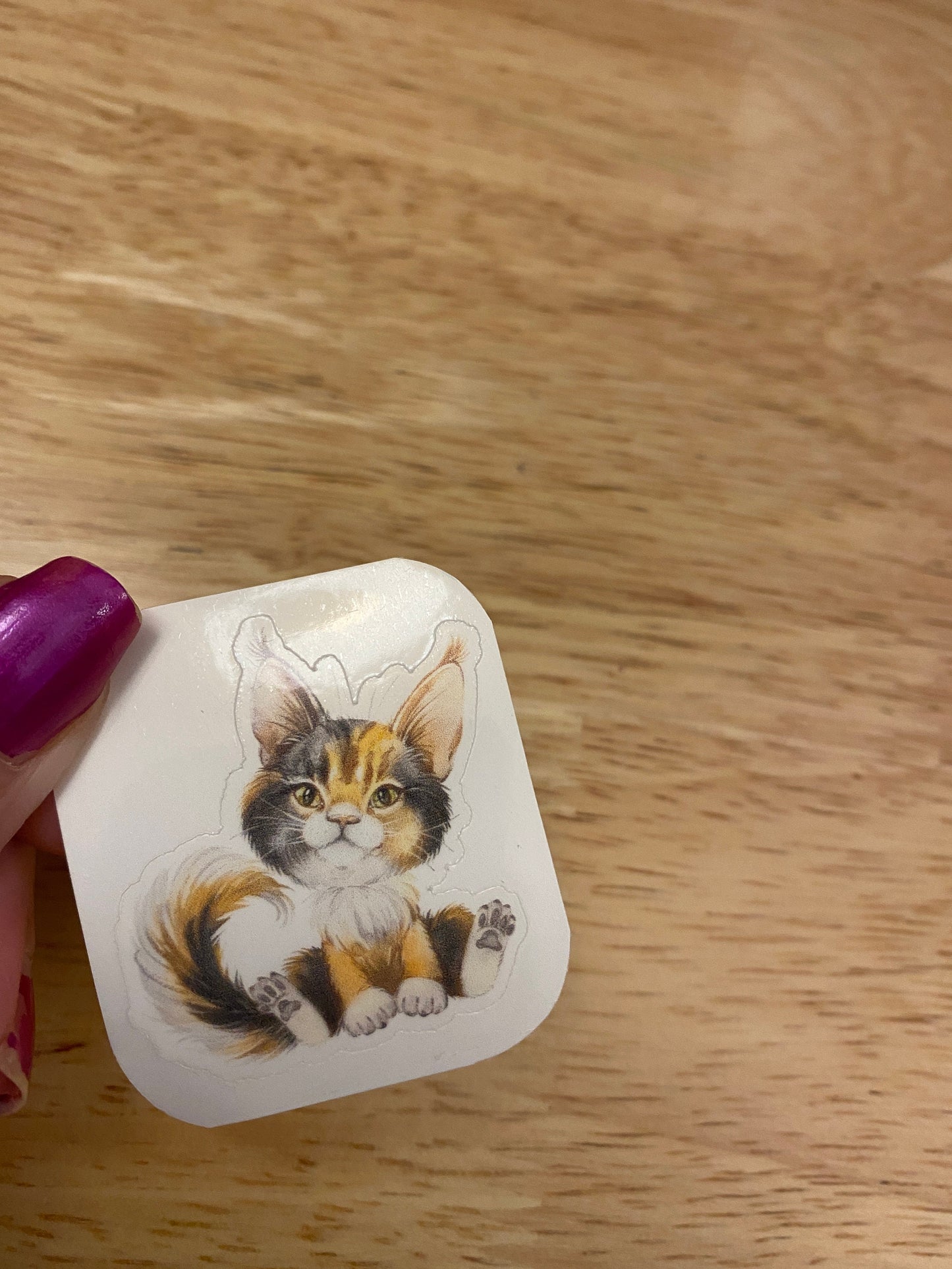 Calico Maine Coon STICKER