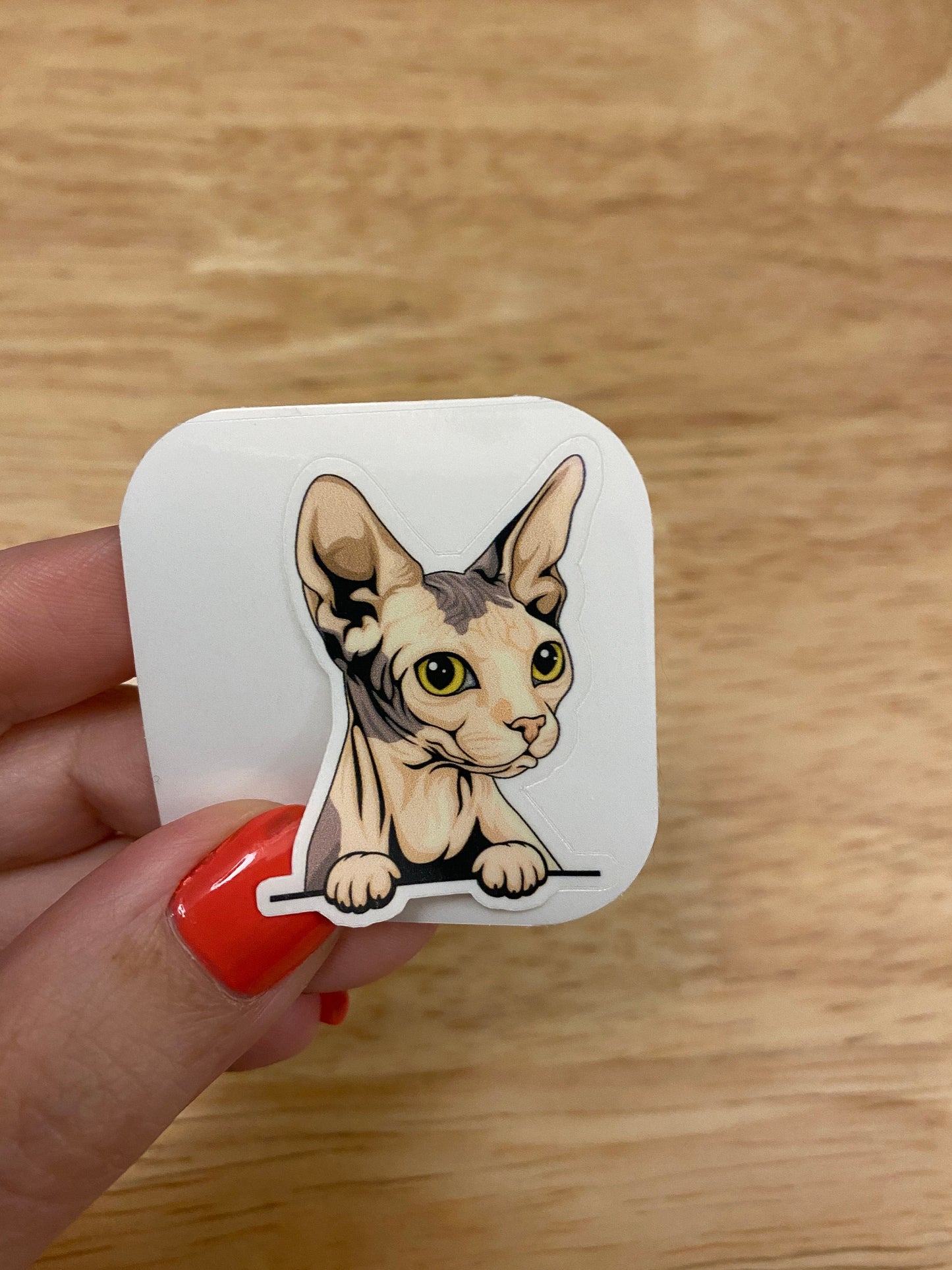 Blue and white Sphynx cat Sticker