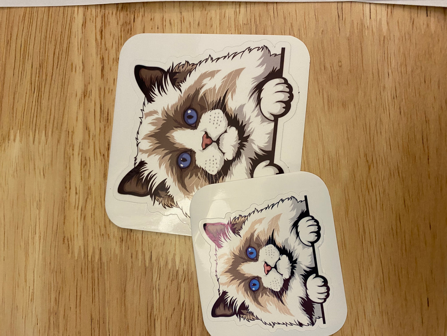 Rag Doll cat sticker