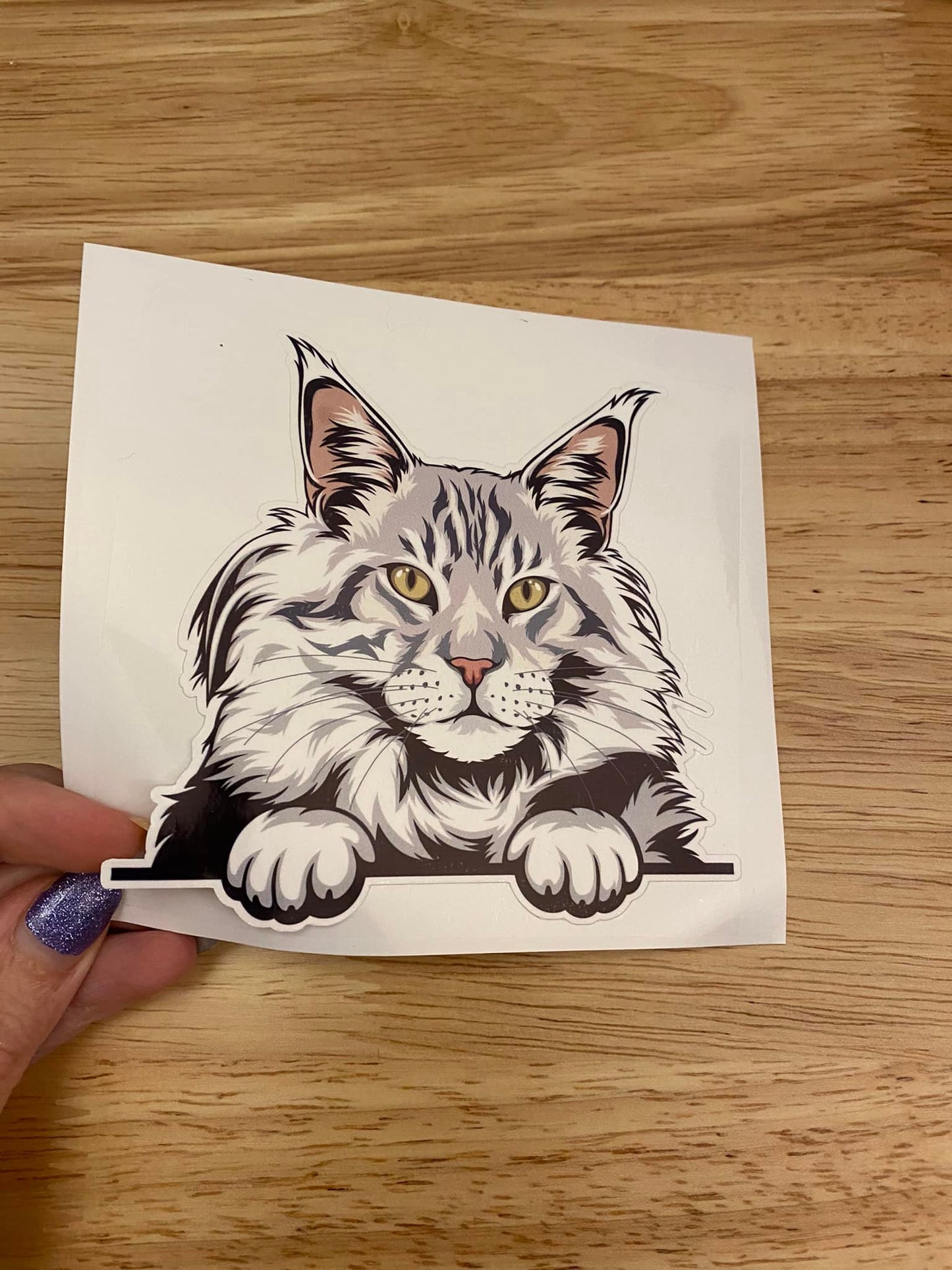 Silver Maine Coon Cat Car Decal