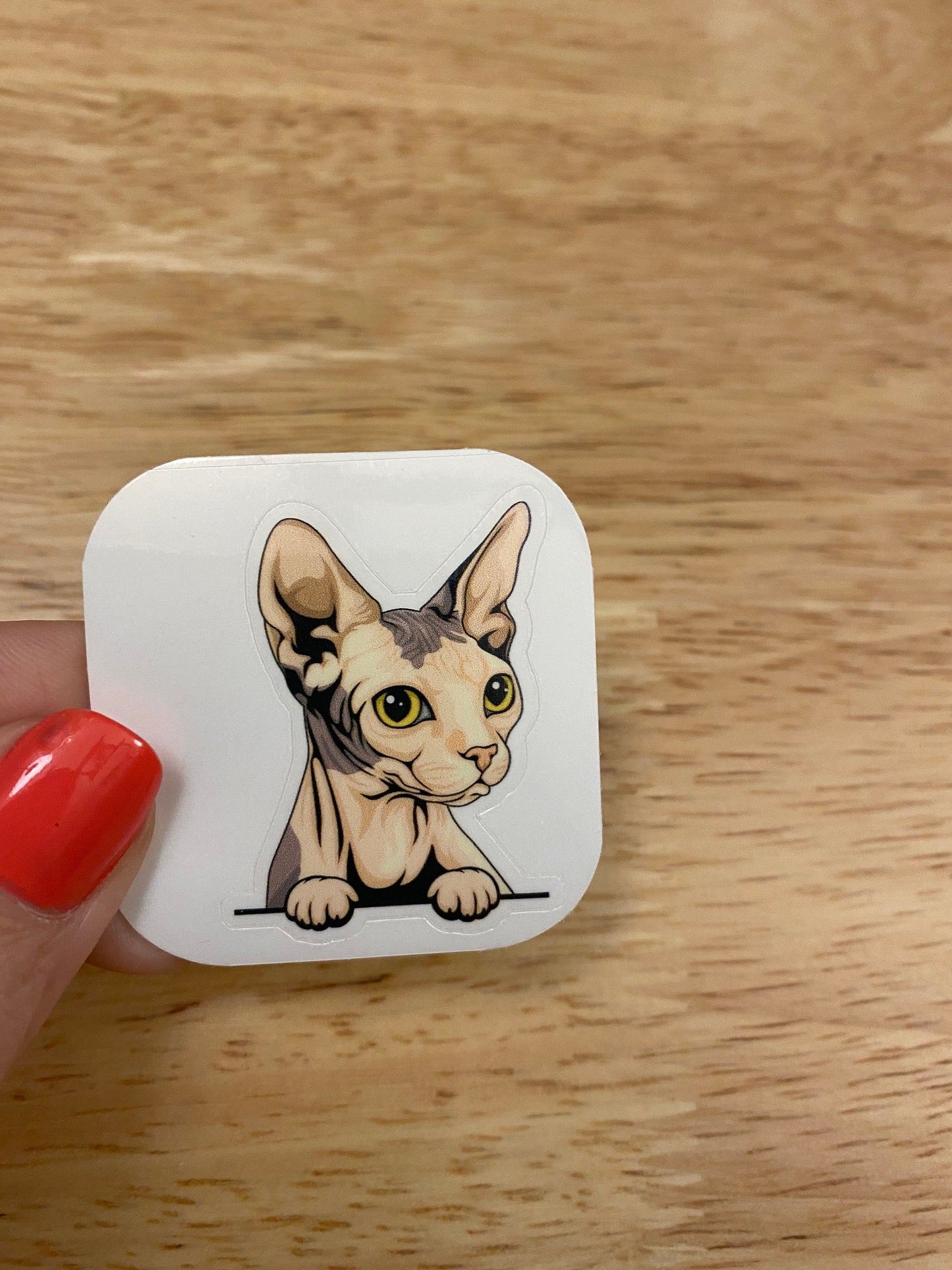 Blue and white Sphynx cat Sticker