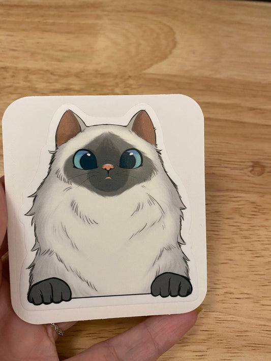 Grey and White Himalayan Cat Sticker, Ragdoll Cat Sticker, White and Gray Faced Cat Sticker, Fluffy Cat sticker, cat with hazel eyes